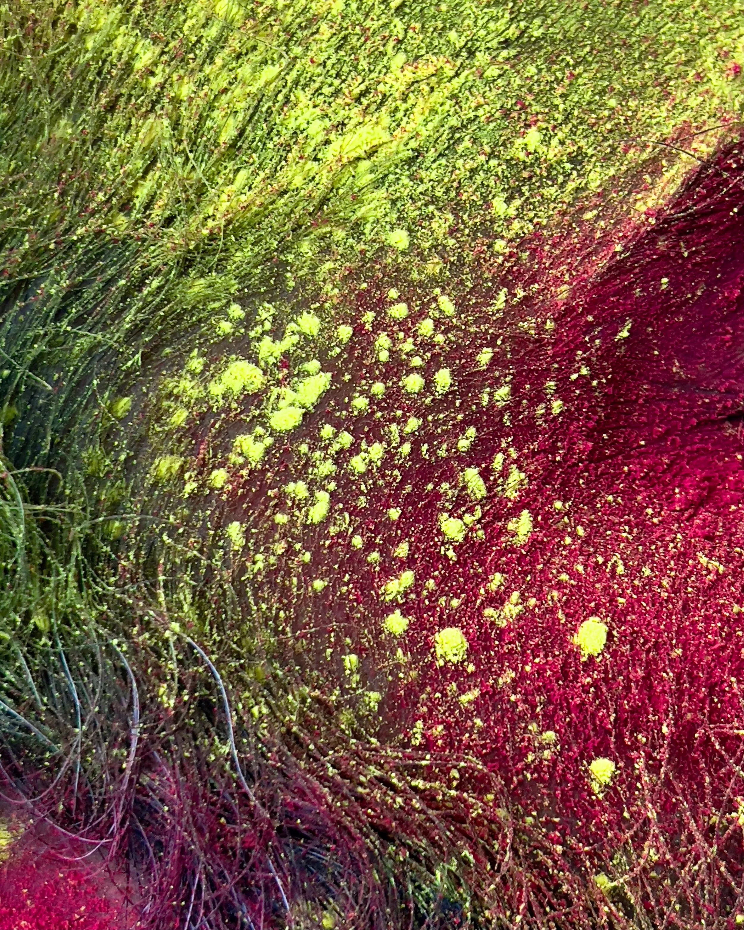 @apple Holi carousel, image four — colour-drenched celebrant in close-up