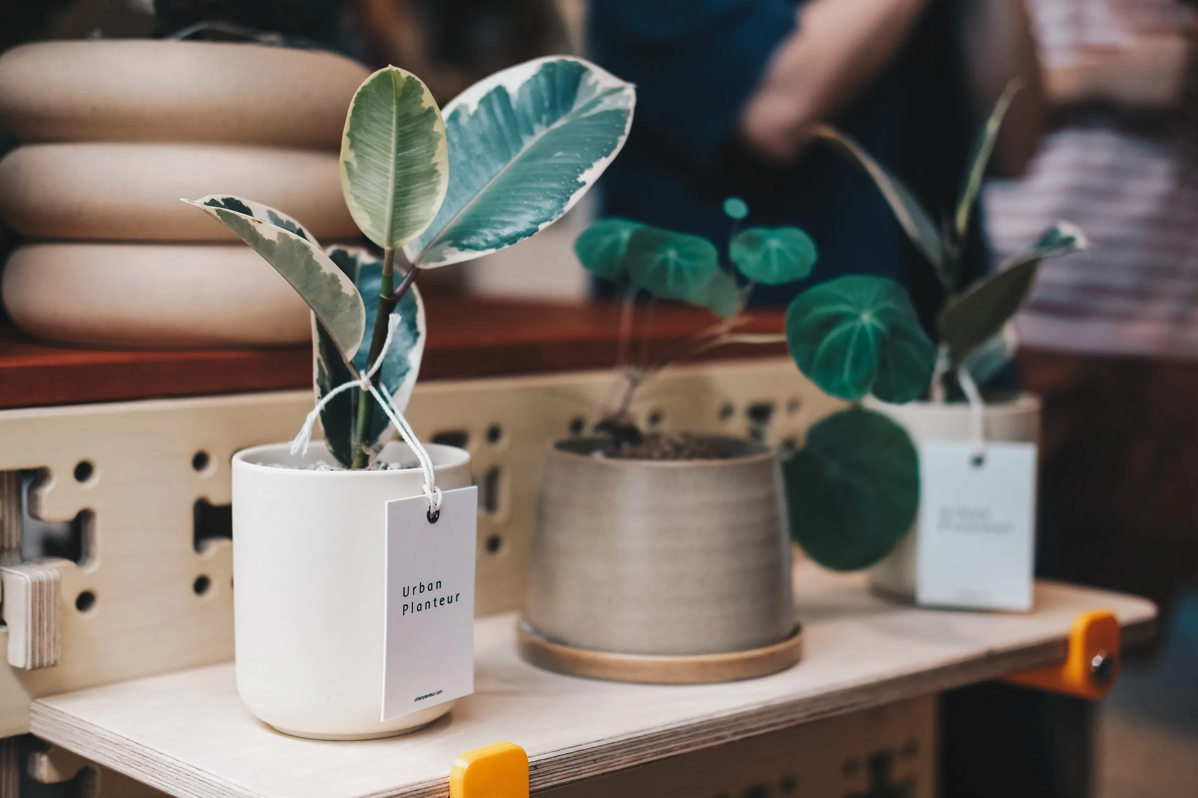Urban Planteur pop-up at East Coast Commune — visitors browsing plants